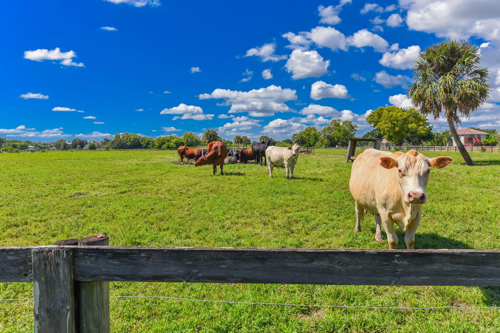 Palm City Farms - Residential