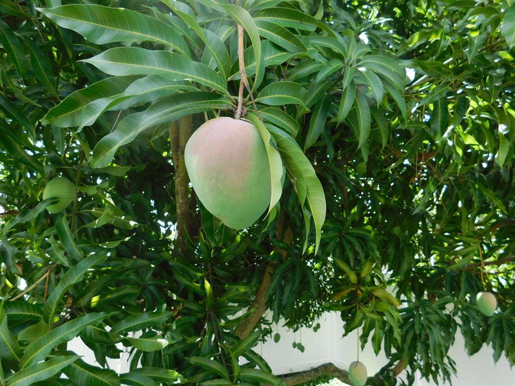 HUNTINGTON WOODS - Residential