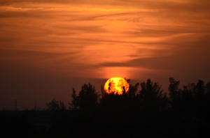 FOREST GROVE PATIO HOMES - Residential Lease