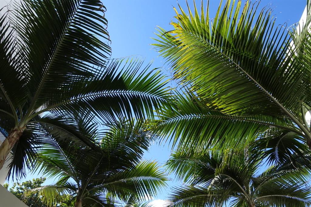 Hillsboro Mile - Residential