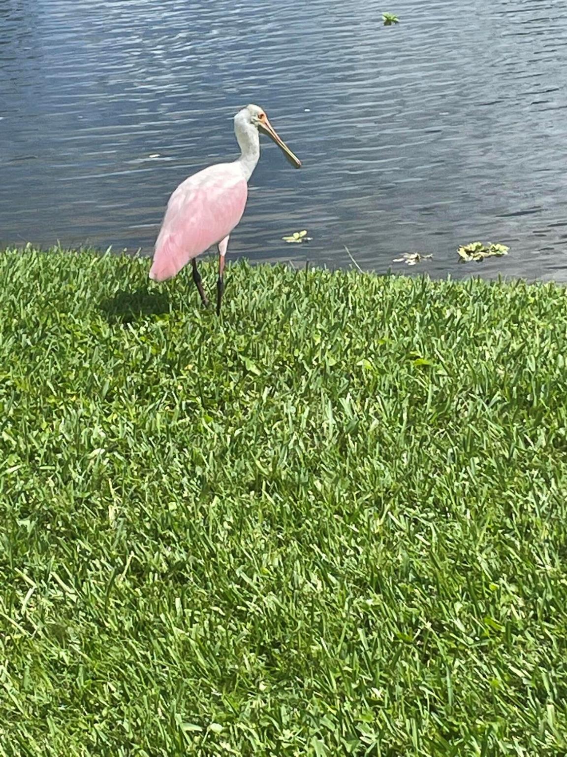 RIO VISTA VILLAS - Residential