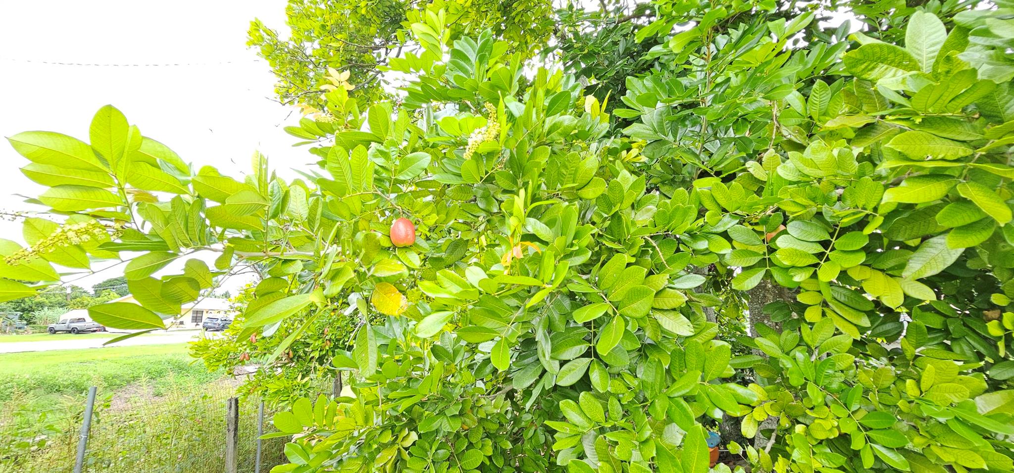 LAKE SHORE - Residential