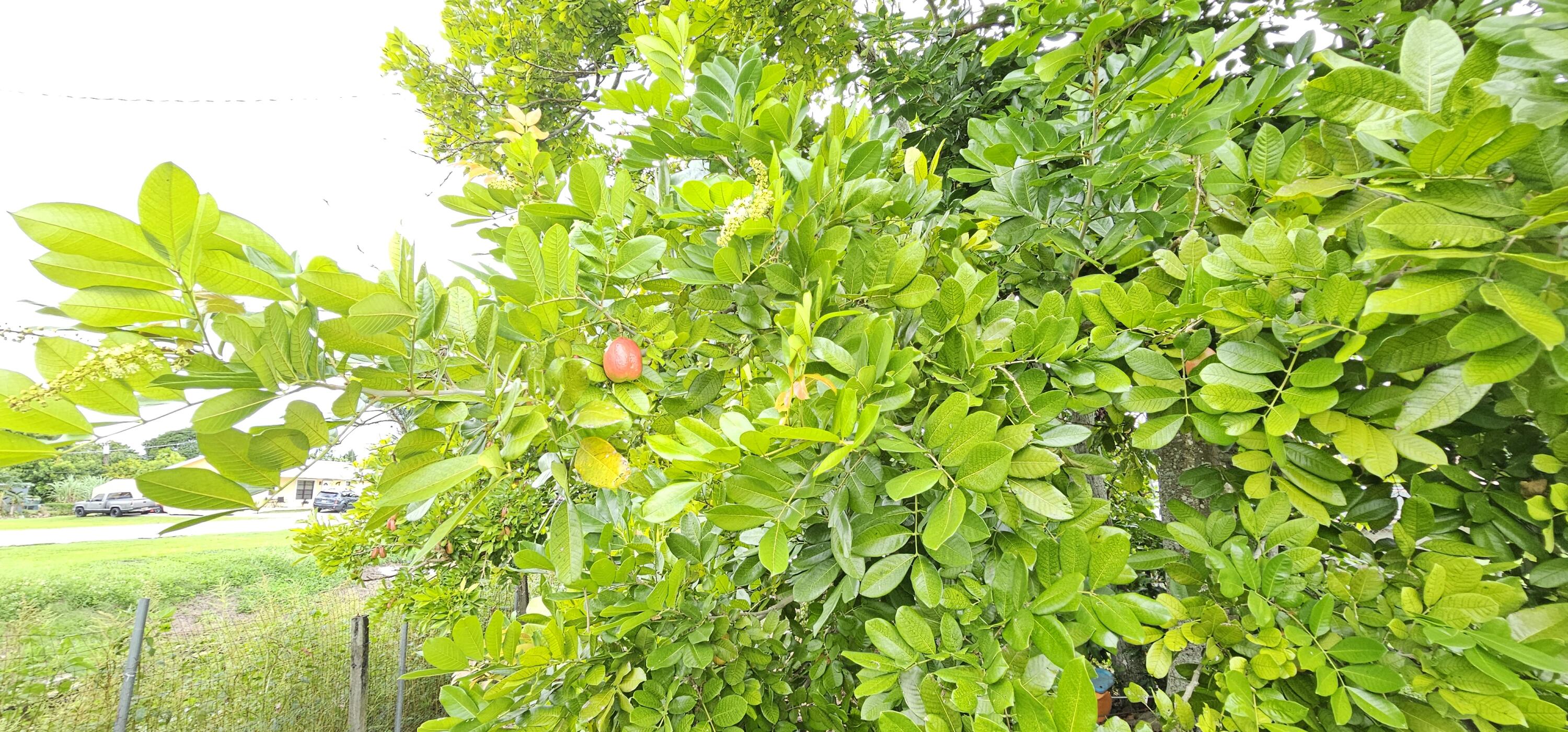 LAKE SHORE - Residential