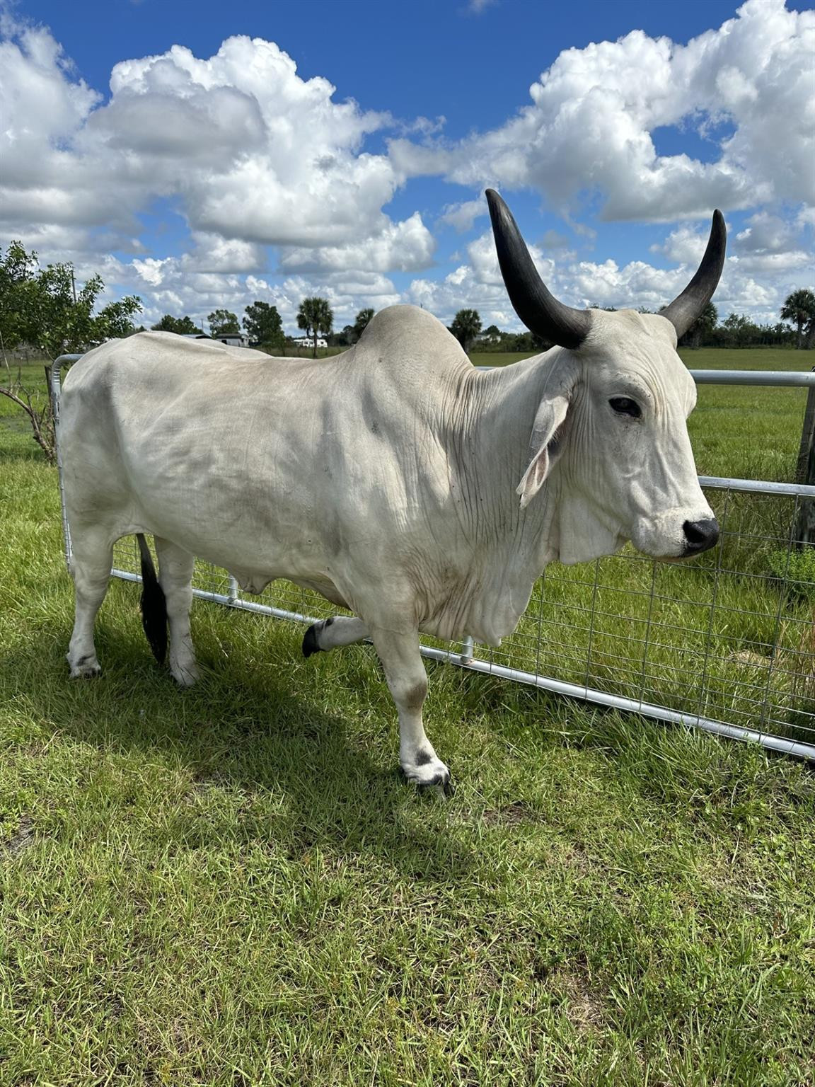 SOUTHERN COLONIZATION COM - Land