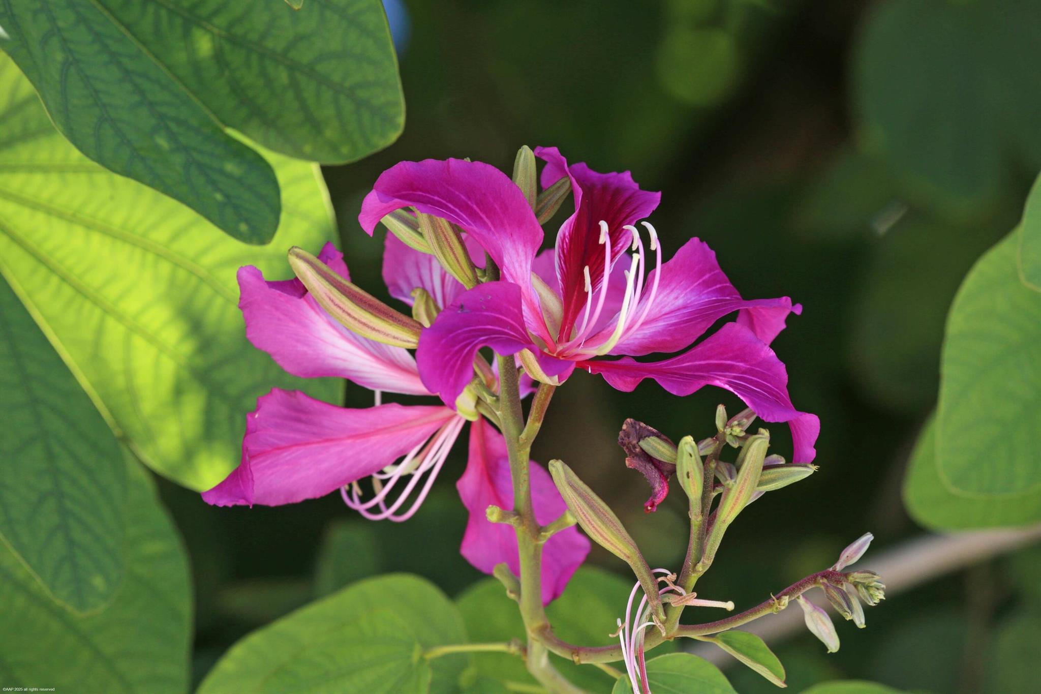 PADDOCK PARK 2 OF WELLING - Residential