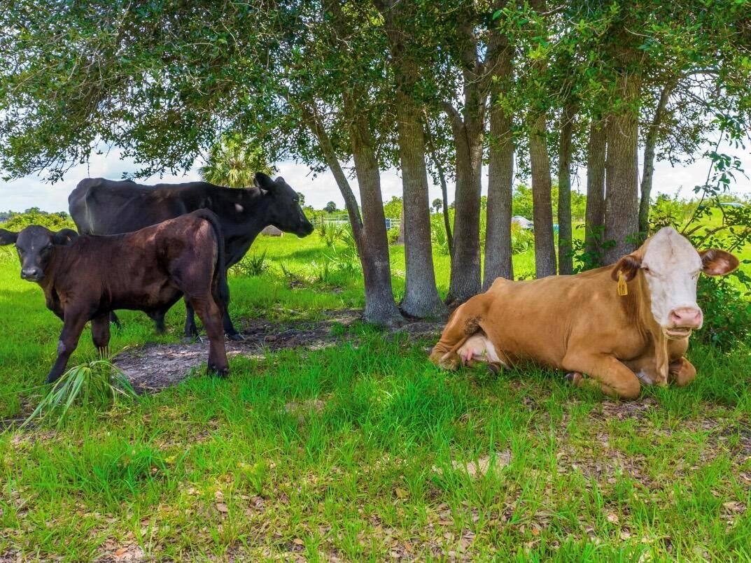 SHERMAN WOOD RANCHES - Land