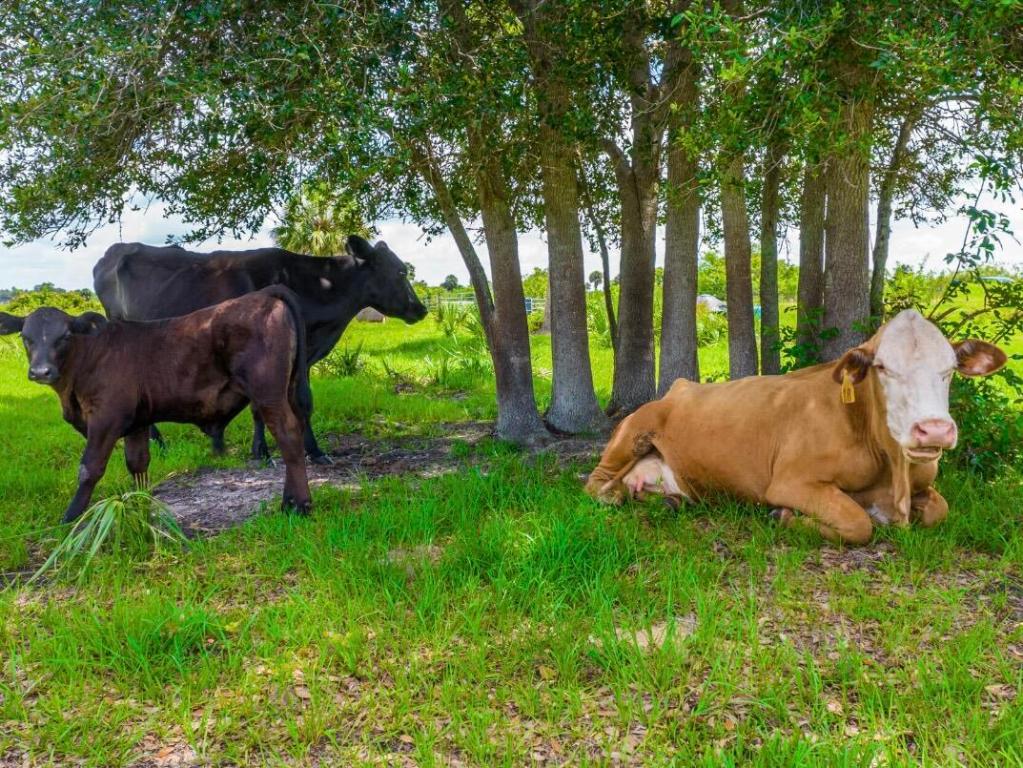 SHERMAN WOOD RANCHES - Land