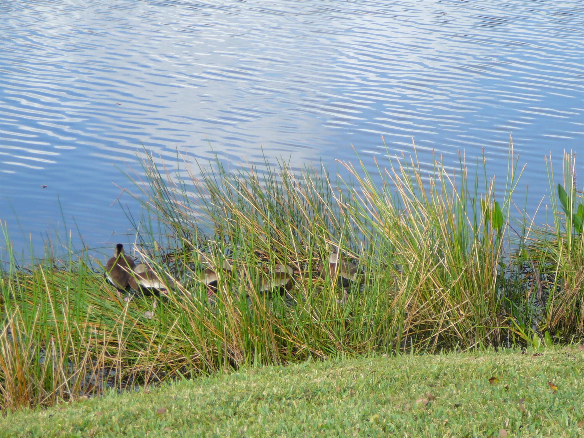 PALM GROVE SUBDIVISION - Residential