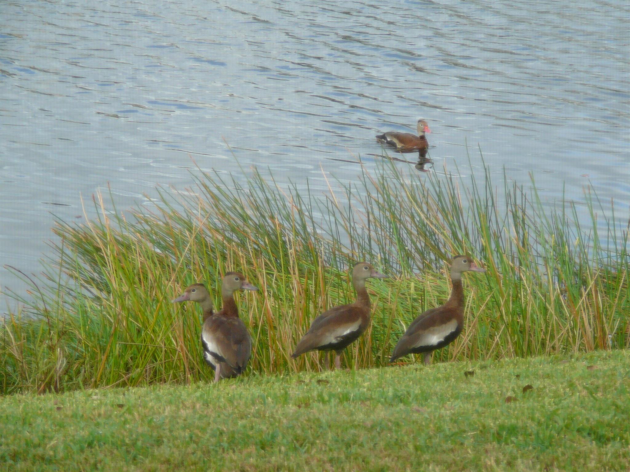 PALM GROVE SUBDIVISION - Residential