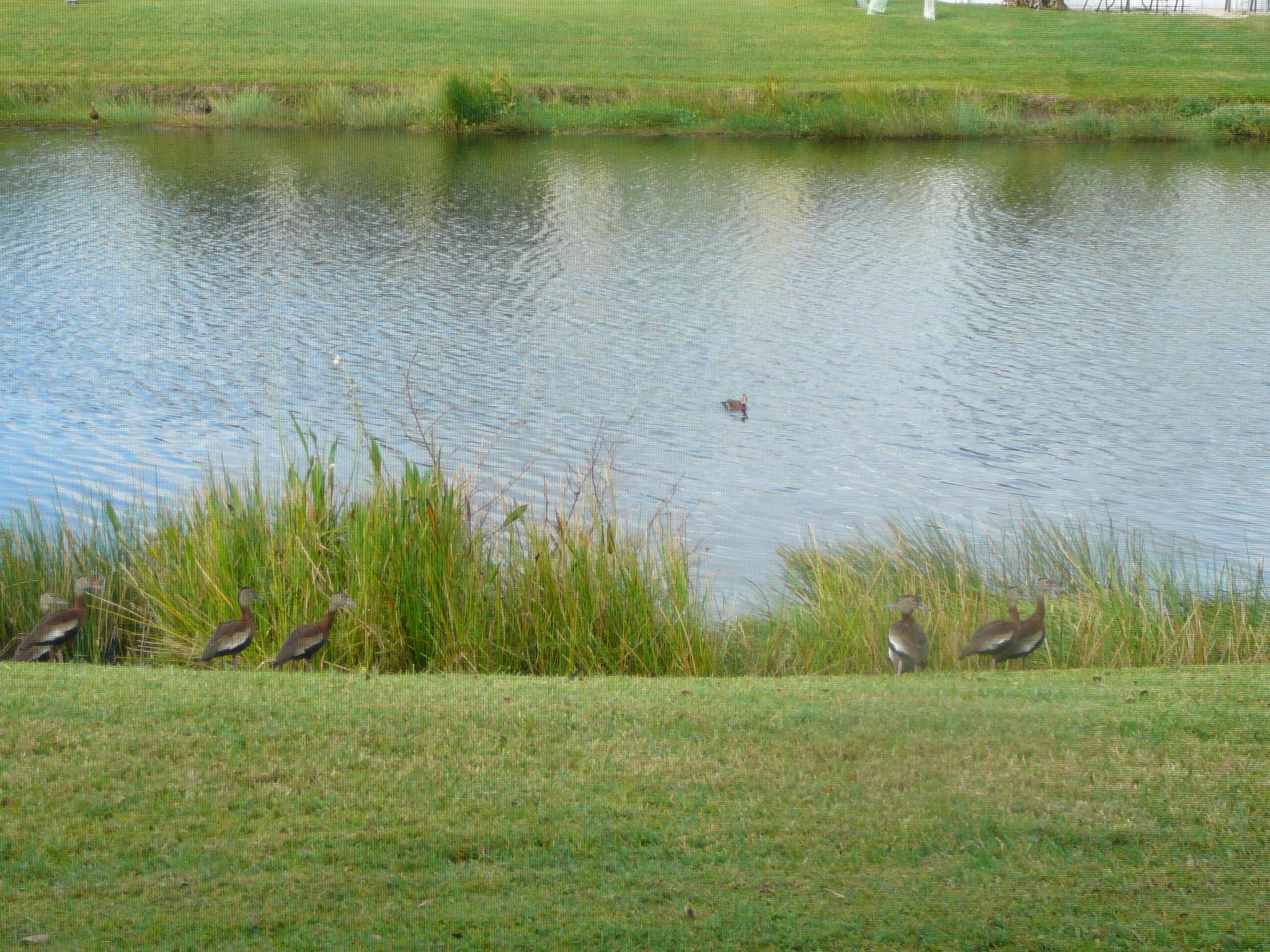 PALM GROVE SUBDIVISION - Residential