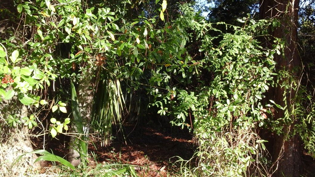 Photo of 737 Benedictine Terrace, Sebastian, FL 32958 (MLS # R11149012)