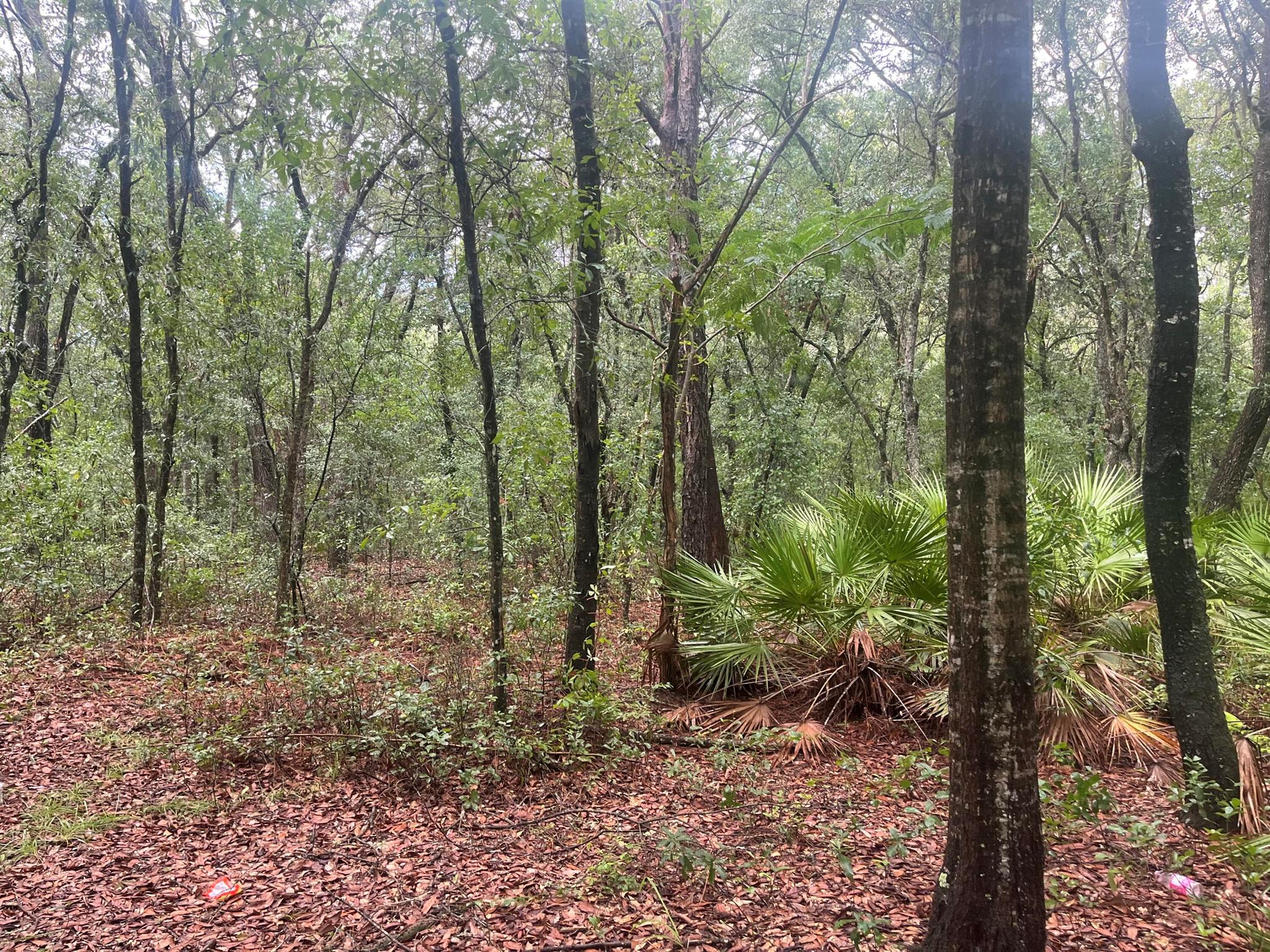 Owner financing is available with only $1,500 down! Build or bring your mobile home to this stunning oversized 0.36-acre lot in the growing city of Interlachen. With power lines already in place, accessing electricity is a breeze. Located within minutes of schools, restaurants, diners, and parks. An easy commute to Gainesville or Palatka and less than an hour from the beach. Investing in land in Florida is a wise choice for your future, whether you're looking to build your dream home, a vacation getaway, a rental property, or simply let the land appreciate as a valuable long-term asset to resell at a profit in the future. 106 Delaware next door