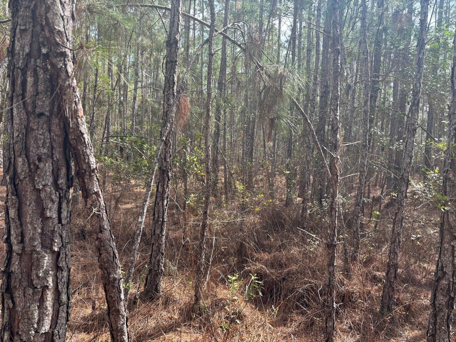 OPP113 Orlando Pines - Land