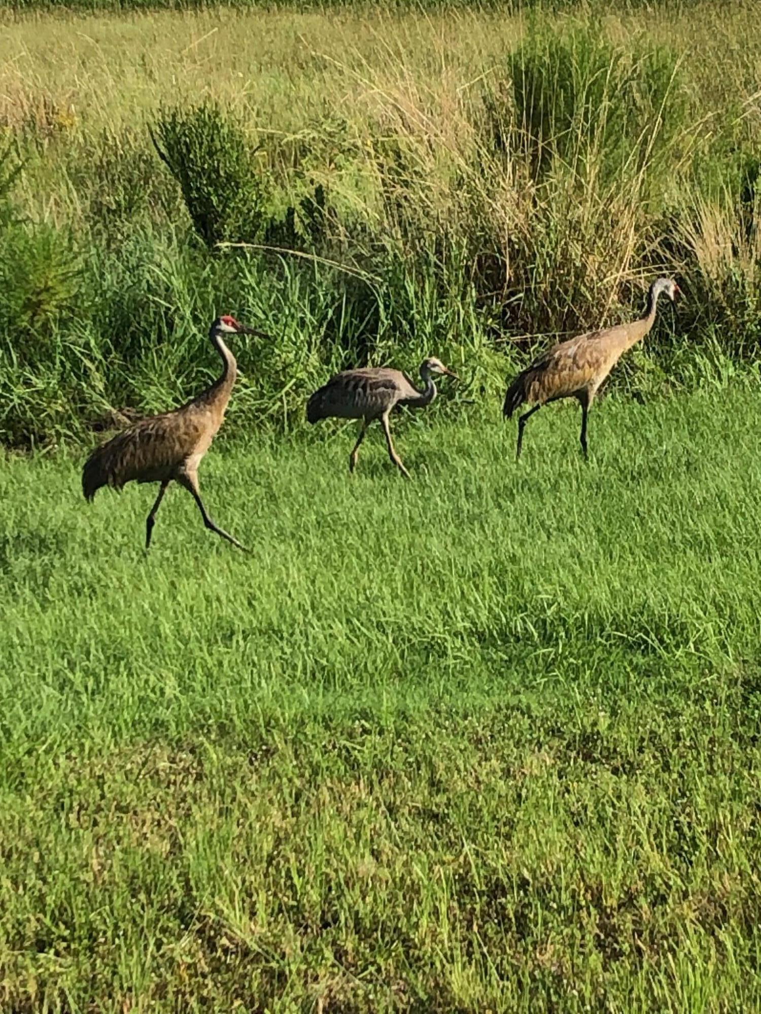 ESPLANADE AT TRADITION - Residential