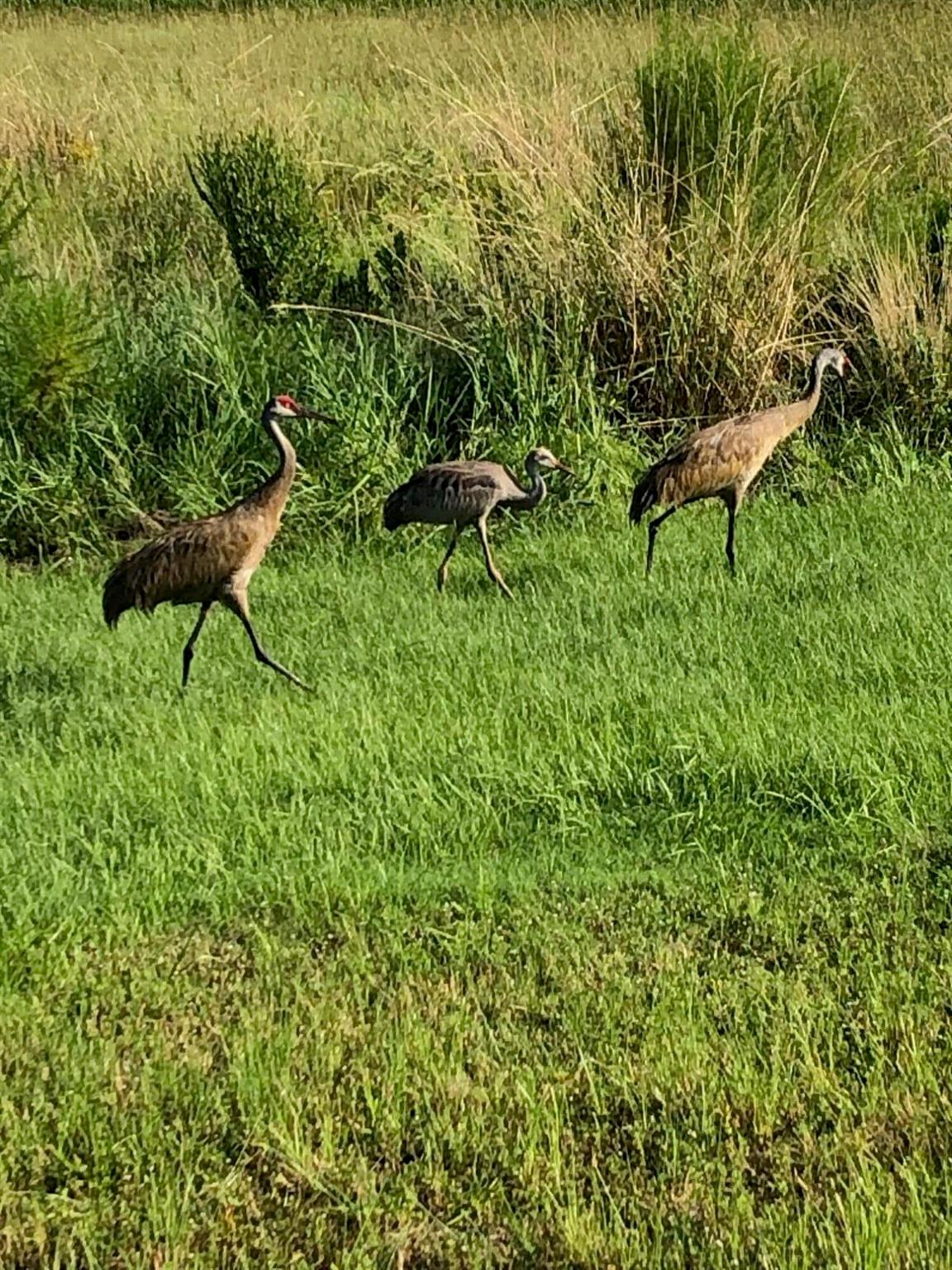 ESPLANADE AT TRADITION - Residential