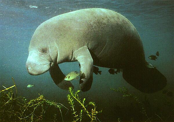 TEQUESTA COUNTRY CLUB - Residential