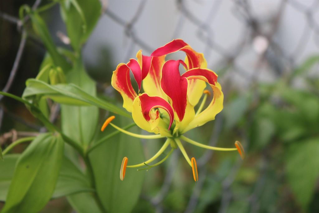 Photo of 9527 Keating Drive, Palm Beach Gardens, FL 33410 (MLS # R10933906)