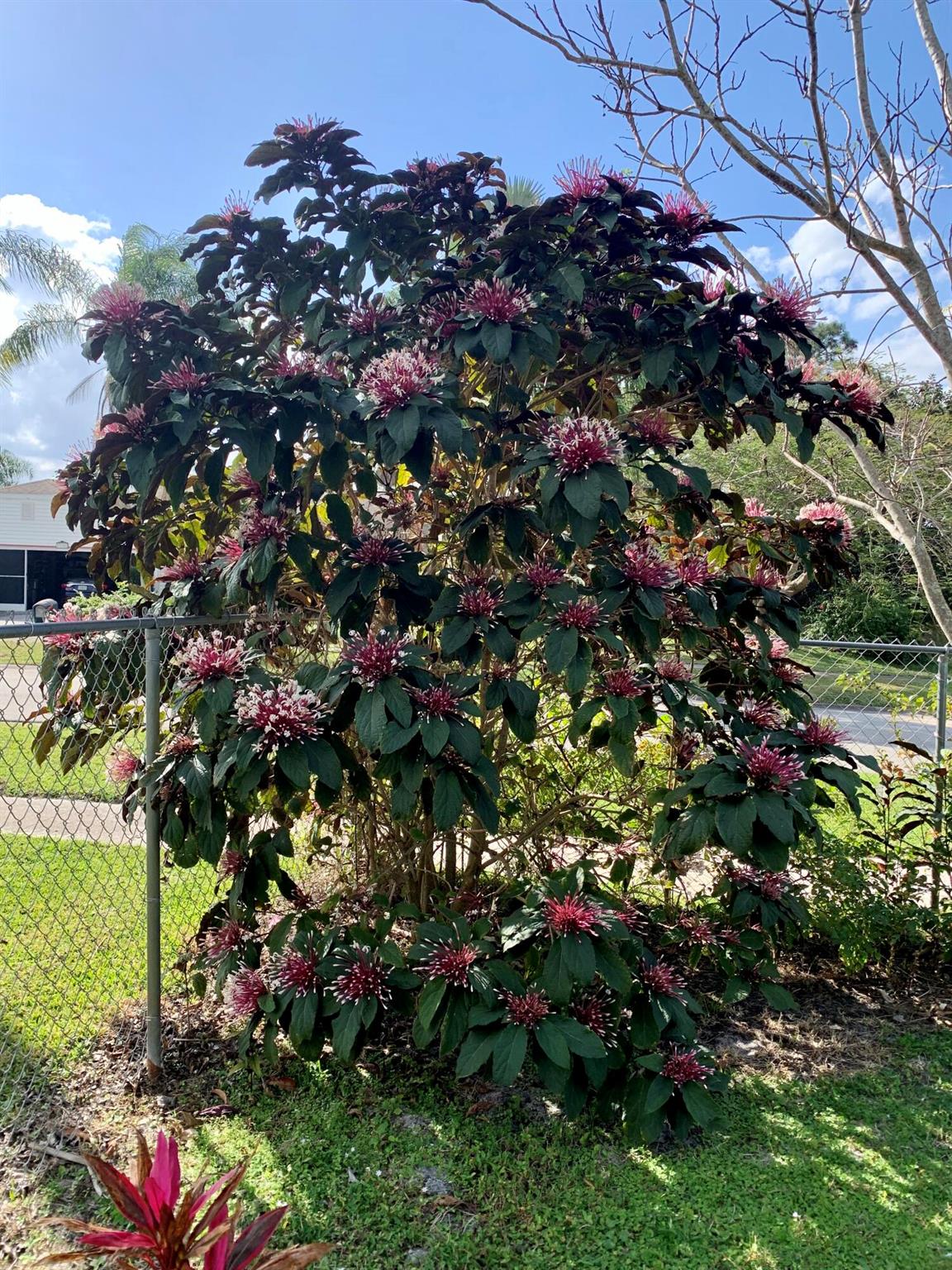 PORT ST LUCIE FLORESTA PINES UNIT 2 - Residential