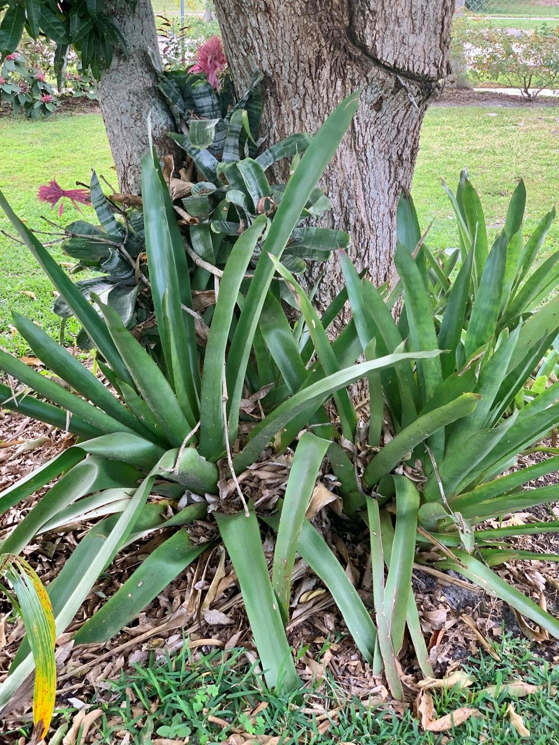 PORT ST LUCIE FLORESTA PINES UNIT 2 - Residential