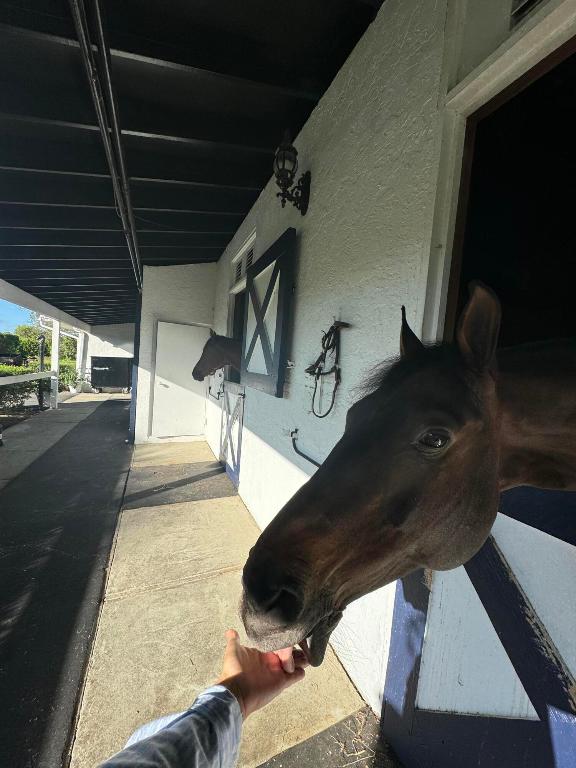 SOUTHFIELDS WELLINGTON COUNTRY - Land