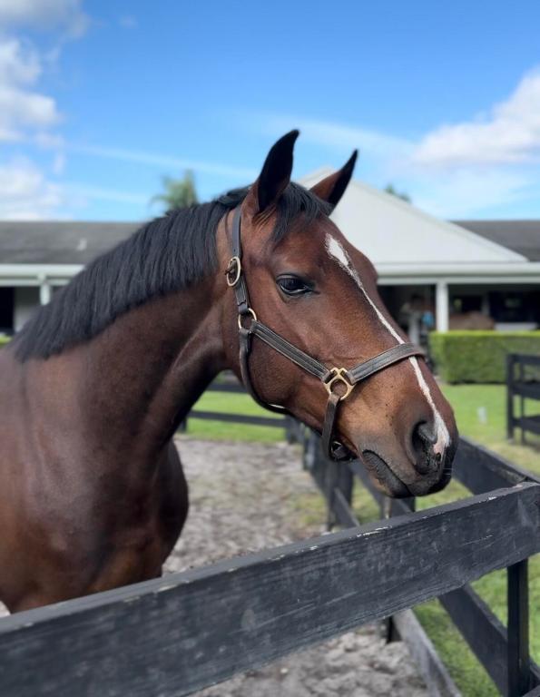 SOUTHFIELDS WELLINGTON COUNTRY - Land