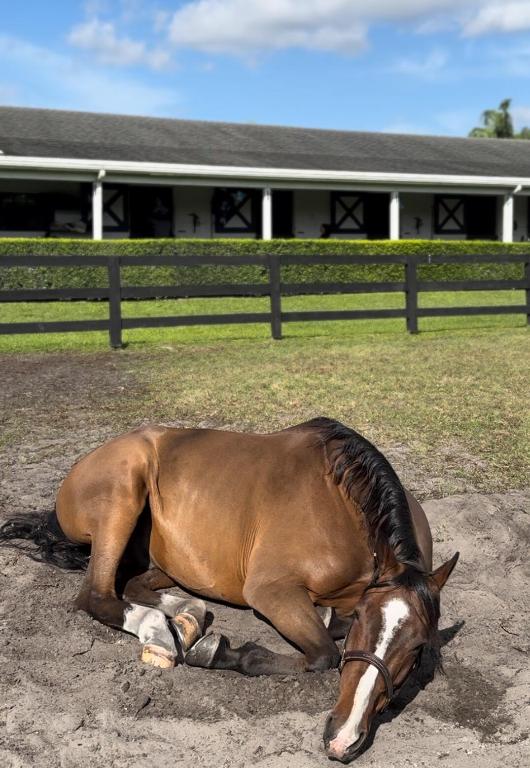 SOUTHFIELDS WELLINGTON COUNTRY - Land