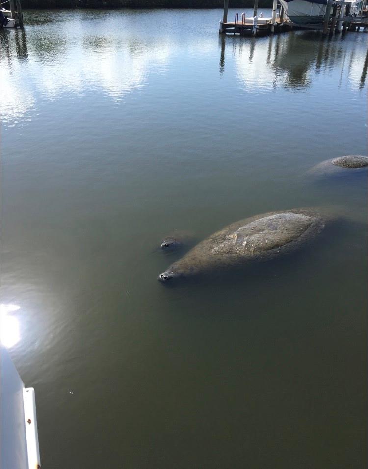 Ocean Resorts Cooperative - Residential