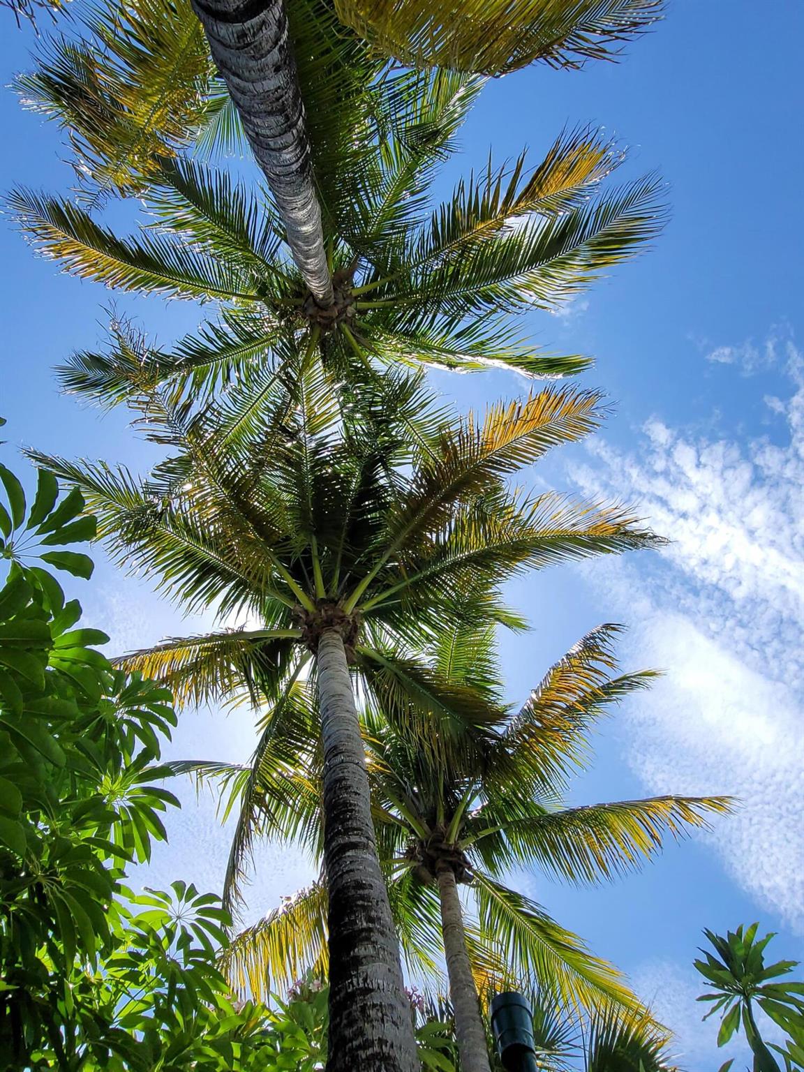 REPLAT OF SABAL TRACE SUB - Residential Lease