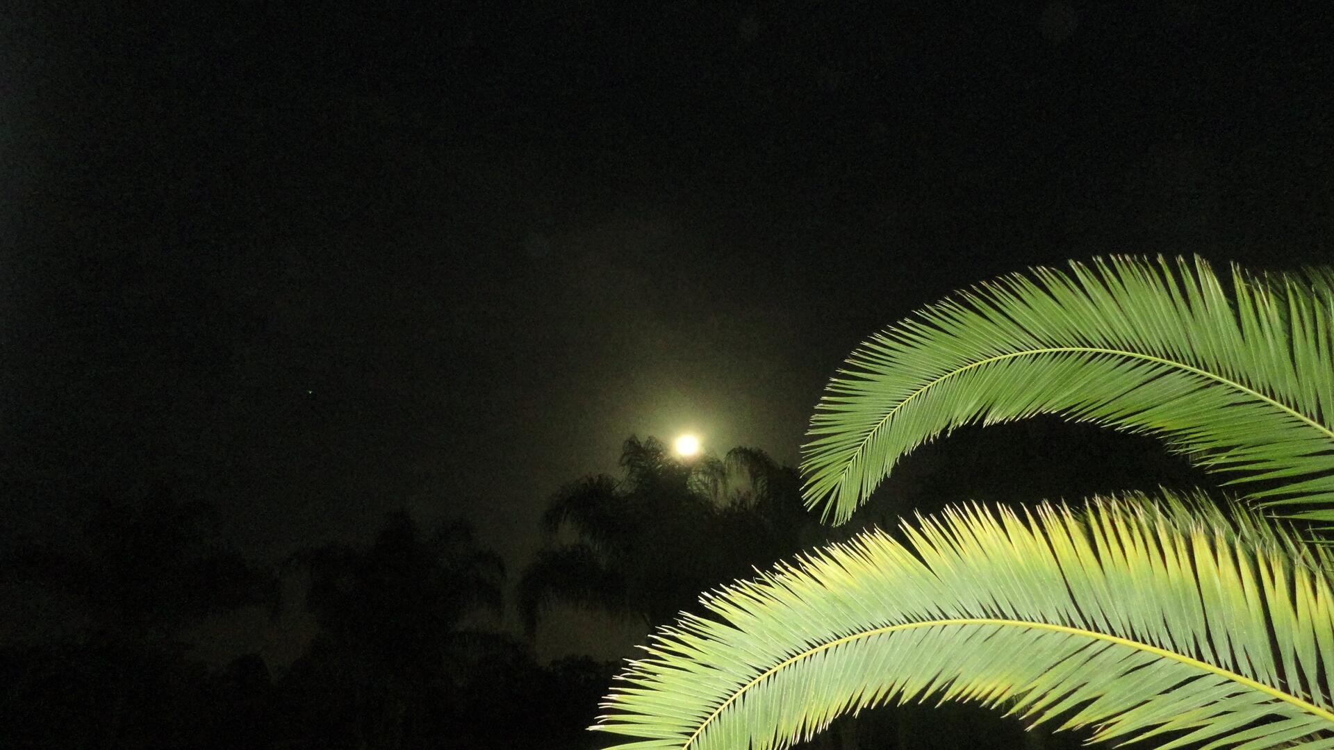 REPLAT OF SABAL TRACE SUB - Residential Lease