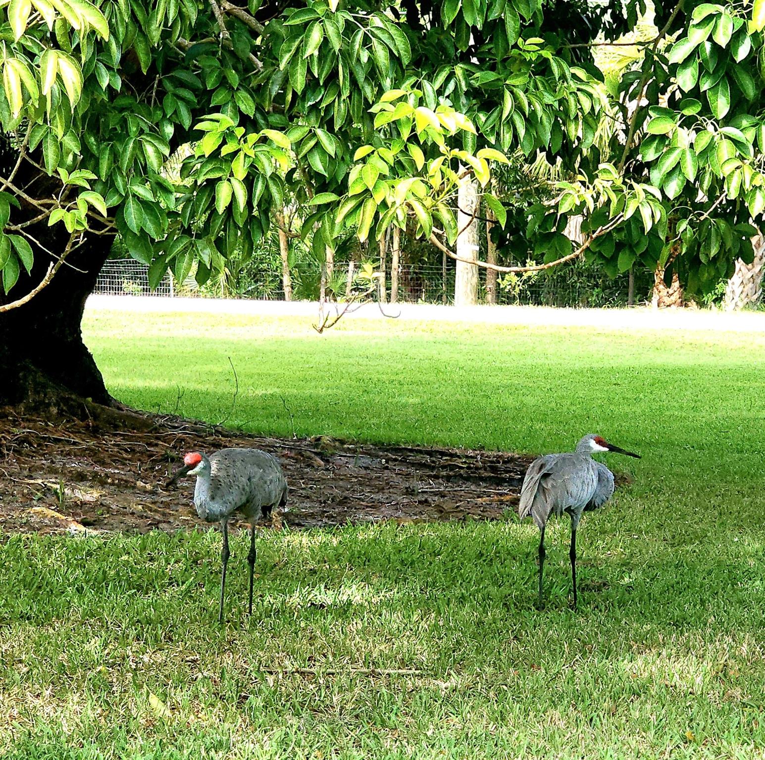 THE LITTLE CLUB CONDO - Residential