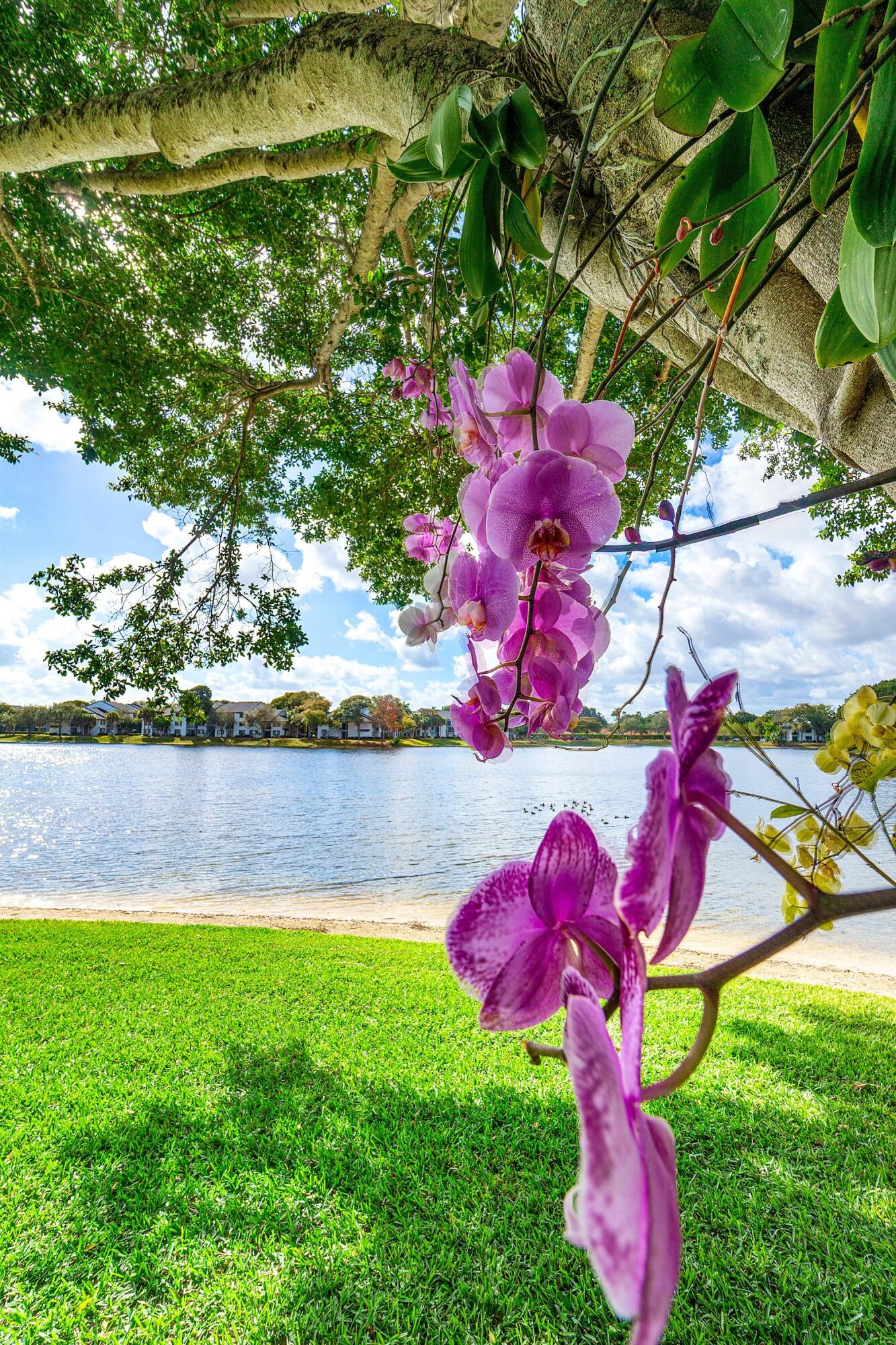BANYAN SPRINGS - Residential