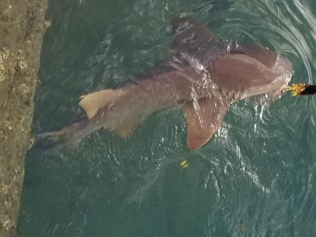 HILLSBORO SHORES SEC - Residential