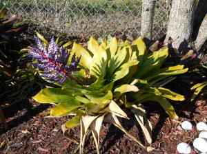 Century Village - Residential