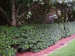 Timberwalk - Residential