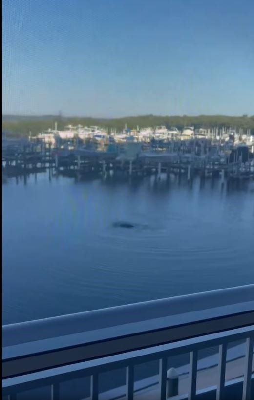 OCEAN HARBOUR TOWER CONDO - Residential