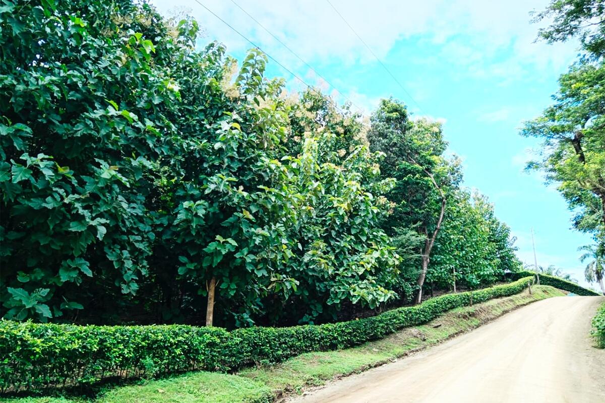 Bajo Negro, Paquera, Puntarenas - Land