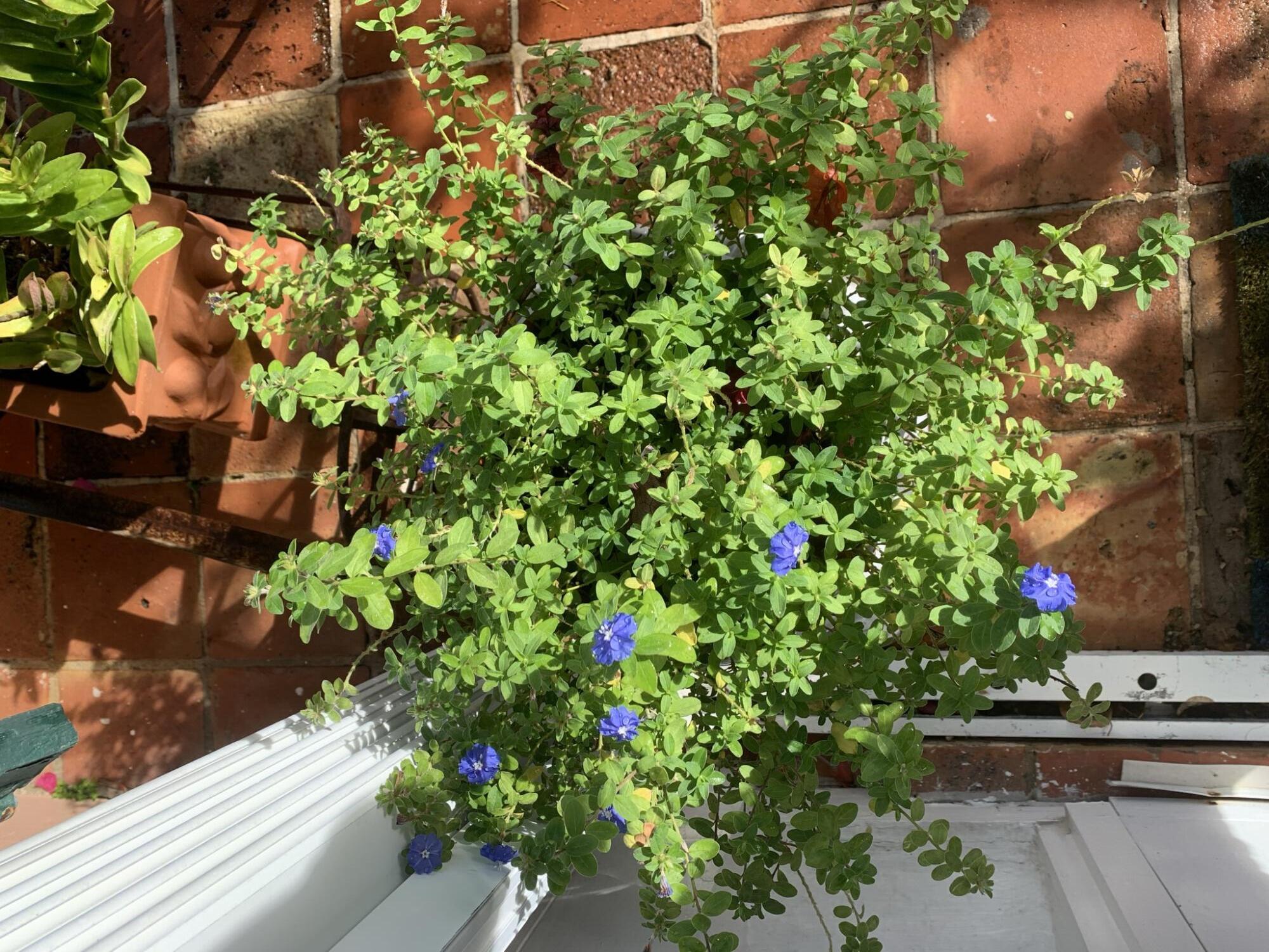 DELRAY TOWN OF - Residential