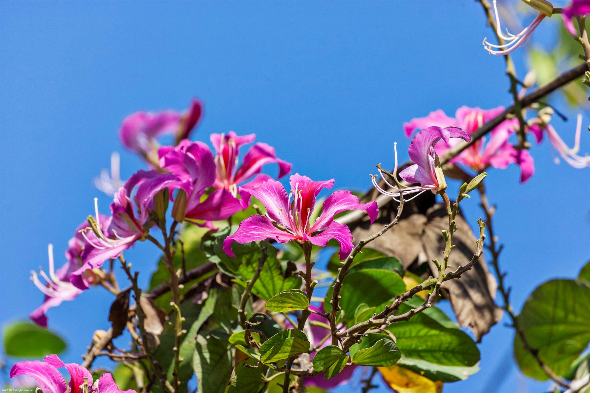 PALM BEACH POINT EAST - Residential