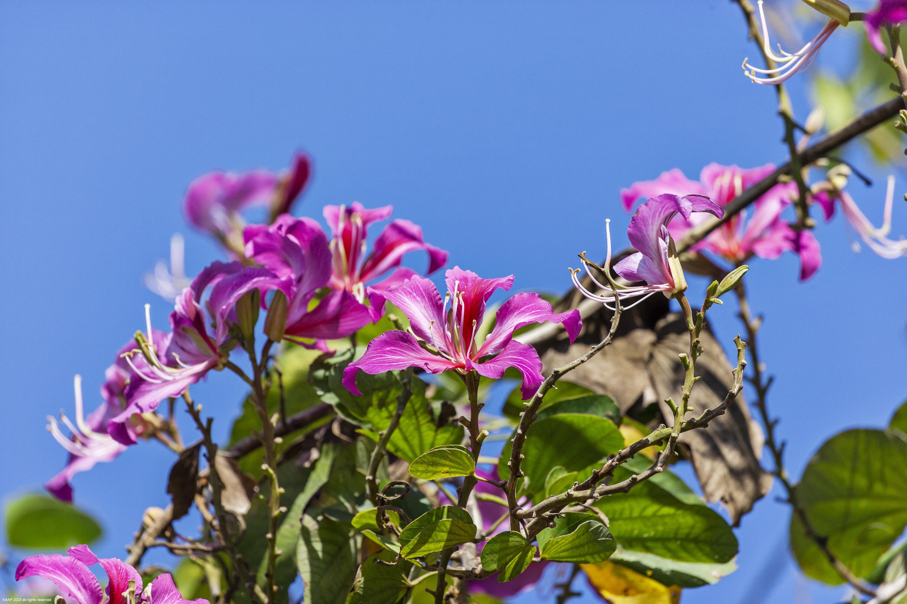 PALM BEACH POINT EAST - Residential