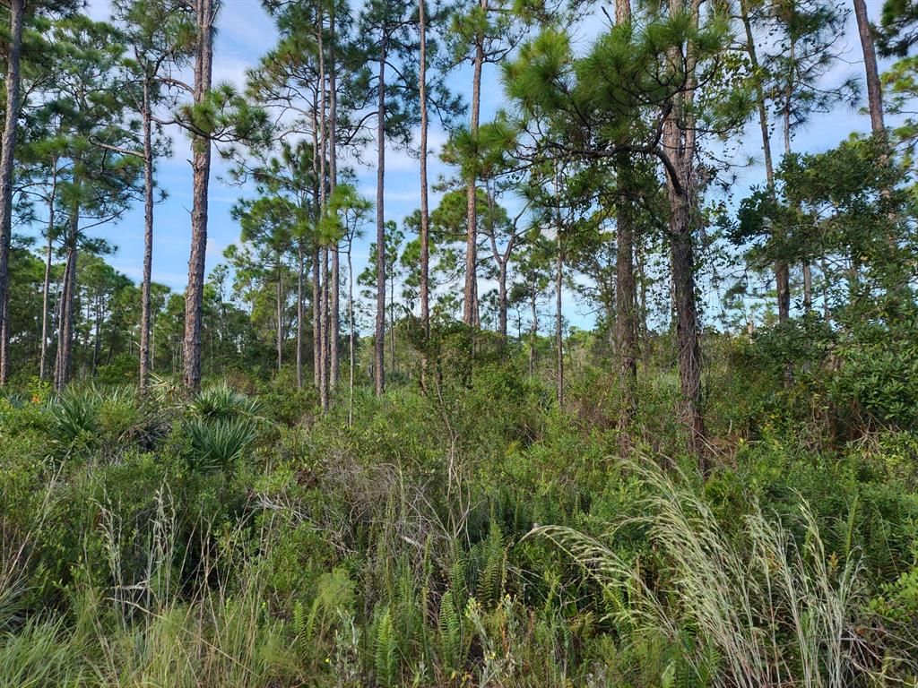 Photo of 0 Tree Top Trail, Fort Pierce, FL 34951 (MLS # R10753189)