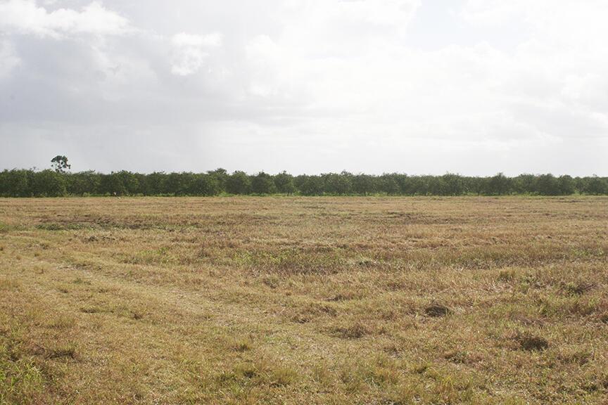 NO, although property is within Orange Avenue Grow - Land