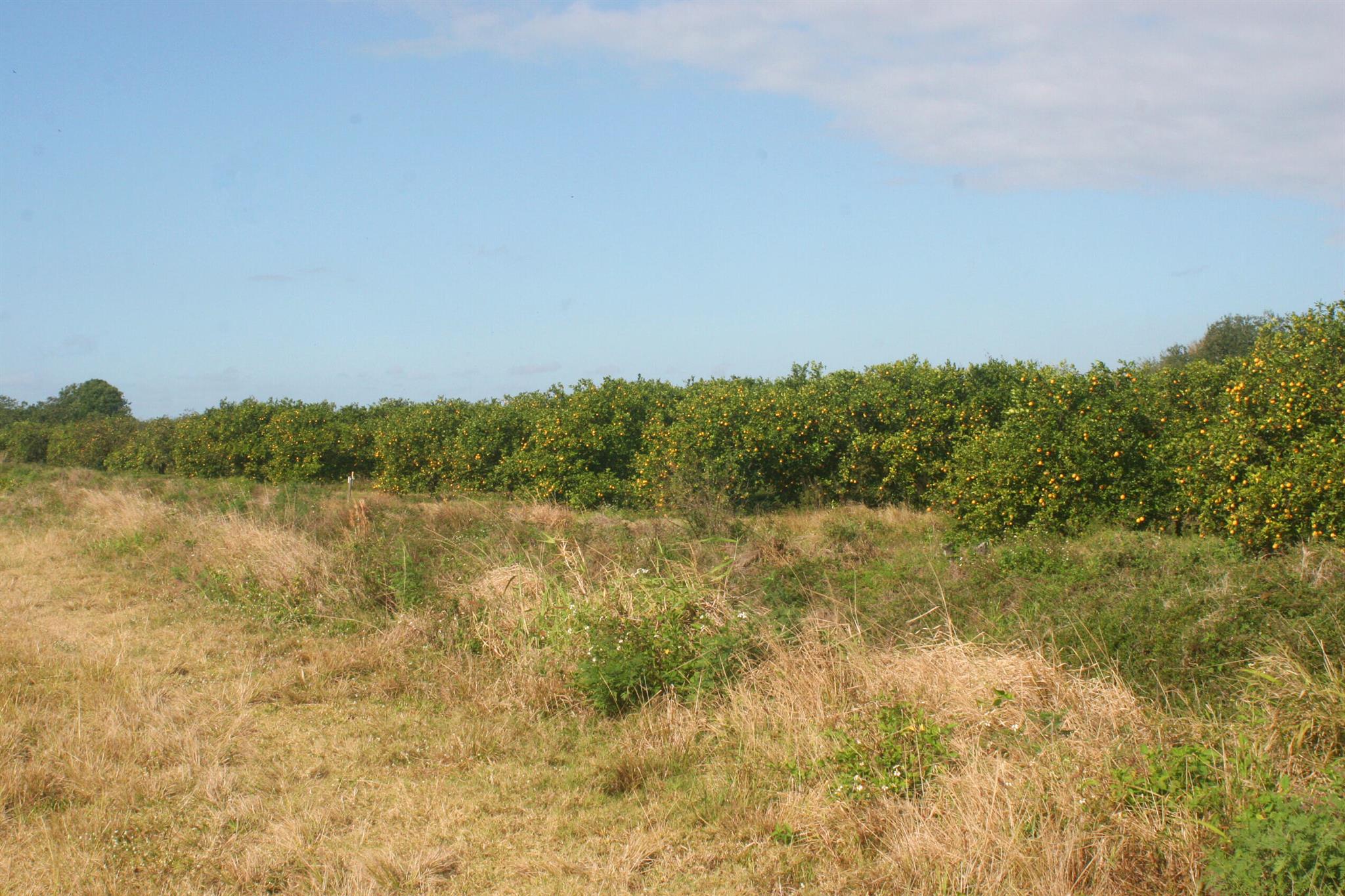 NO, although property is within Orange Avenue Grow - Land