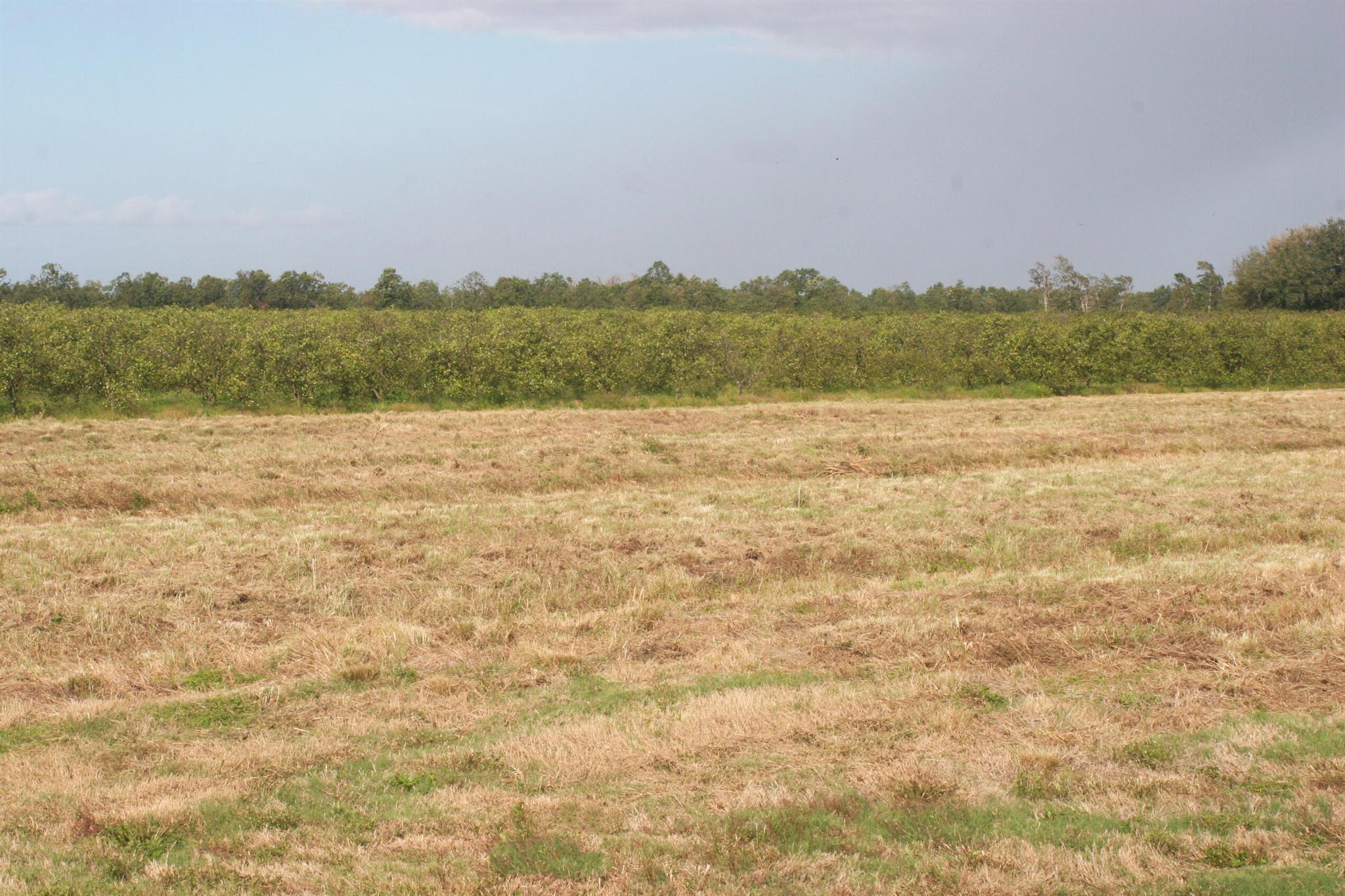 NO, although property is within Orange Avenue Grow - Land