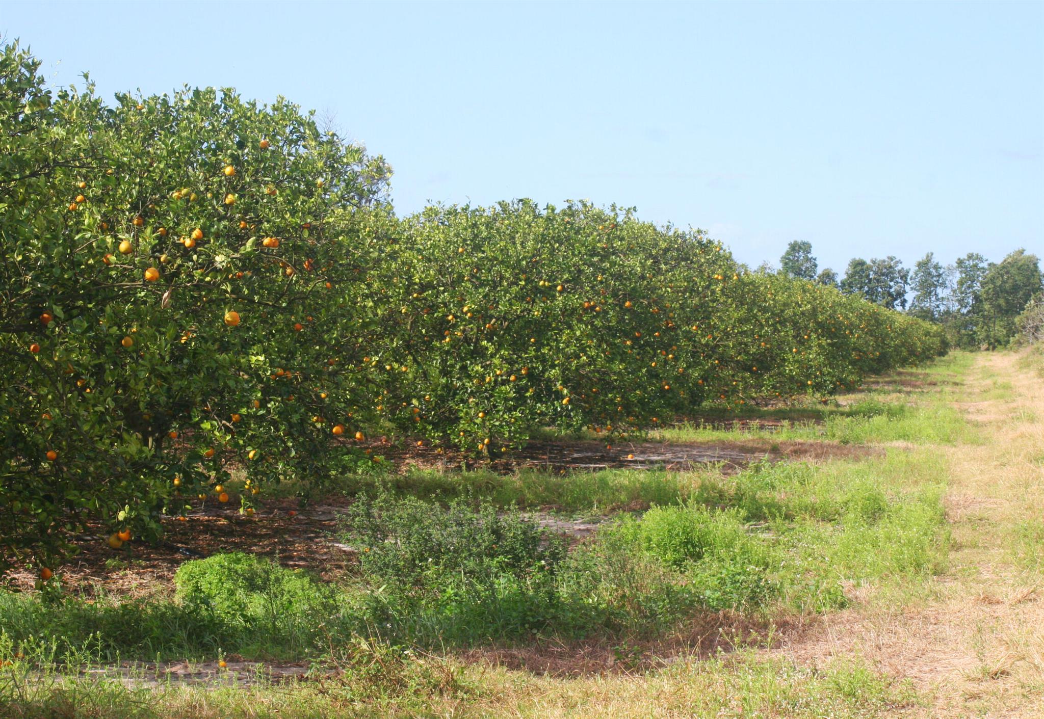 NO, although property is within Orange Avenue Grow - Land