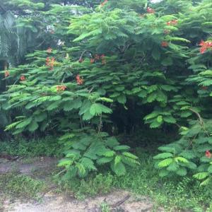 Jupiter Farms - Residential