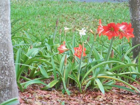 A home in Coral Springs