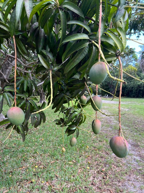 Tiny photo for 4170 MANOR FOREST Boulevard, Boynton Beach, FL 33436 (MLS # B26089745)