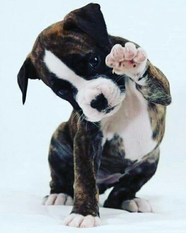 SUN VALLEY EAST CONDO - Residential