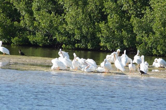 CENTURY VILLAGE - Residential