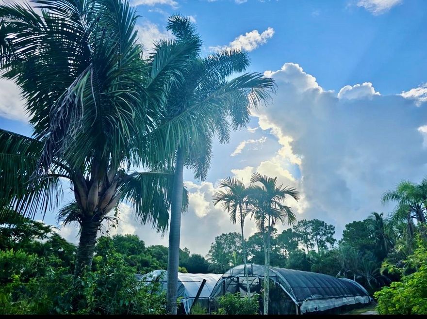 Unique prime 5+ ACRE LOT located in LOXAHATCHEE GROVES along "A" Road.  Lavish trim of Palm Trees and more surround this property throughout as it features "four" Greenhouses and several Shadehouses as it is currently operating as a "SPECIALTY" Orchid Nursery (Nursery plants and materials are not included).
This Property includes just under 1000 sq ft building to utilize for a residence and/or office with full bath and shower. A fully operational Reverse Osmosis system alongside of the pond is included with 2 separate wells and a septic tank. This Property is perfect for any needs you desire. "NO" HOA and zoned residential/agricultural. Survey is available. Property is sold "AS -IS" and "NO" inspections.